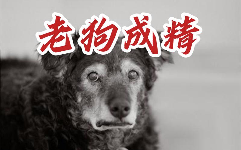 狗狗成精前兆忠诚与智慧的陪伴之旅