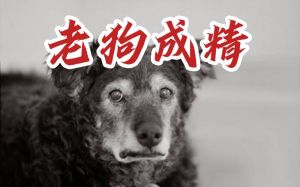 狗狗成精前兆忠诚与智慧的陪伴之旅