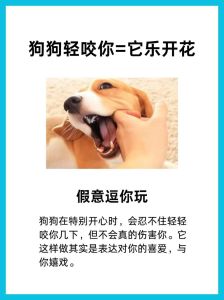 优雅应对狗狗纠缠：和谐相处秘诀大公开