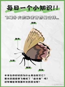 古往今来飞蛾入室：寓意演变与生活启示