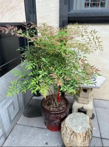 金刚纂：镇宅名树风水解读与养护指南