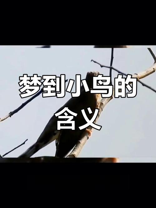 梦解析：鸟入宅吉凶预兆，梦境背后的故事