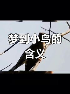 梦解析：鸟入宅吉凶预兆，梦境背后的故事