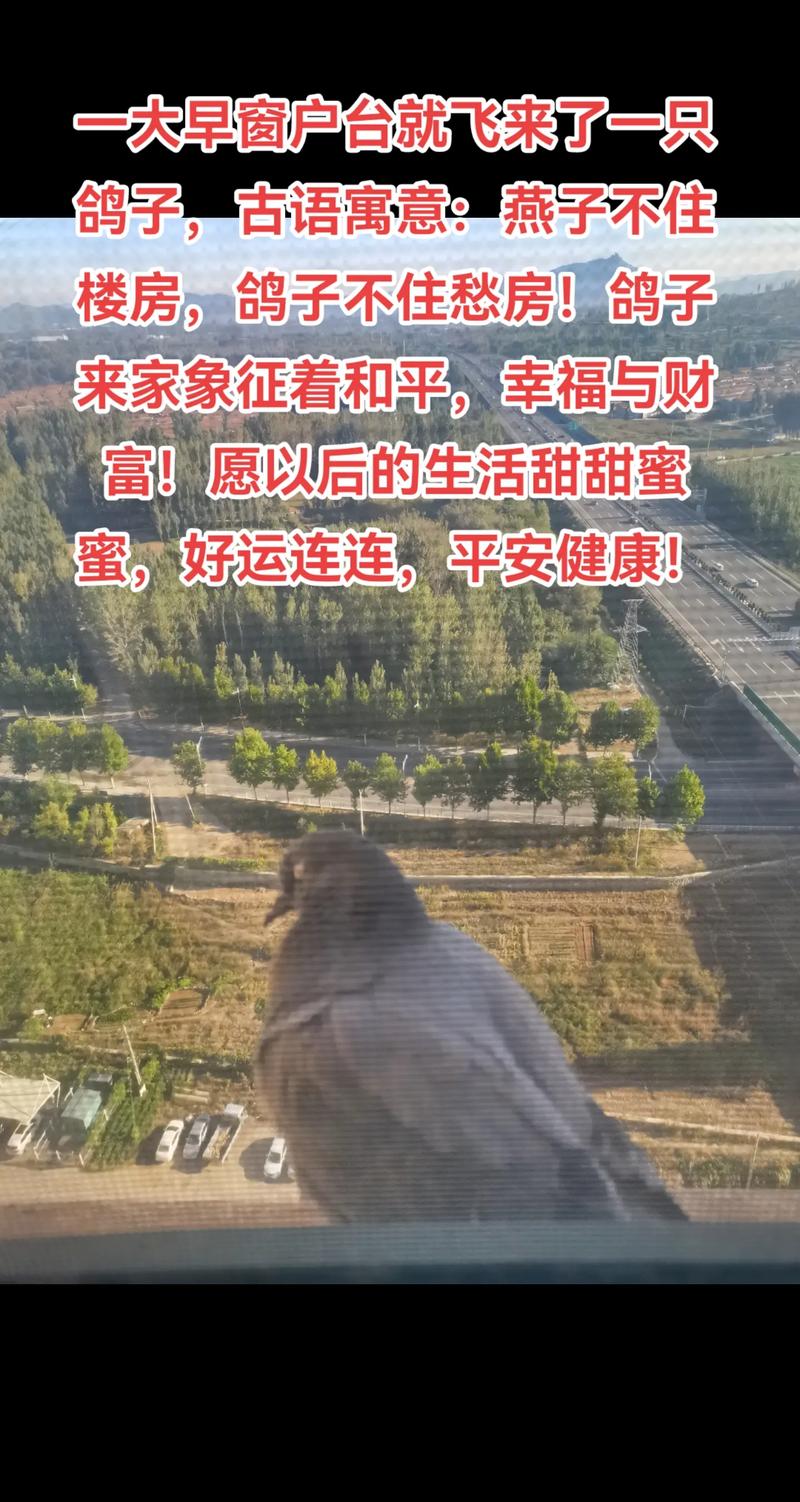 女人梦见鸽子的象征意义解析