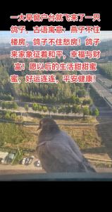 女人梦见鸽子的象征意义解析