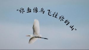 肩膀小鸟梦境解析：事业财运与人际关系象征