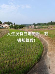 选择犹豫心理：如何跳出陷阱，找到成功之路