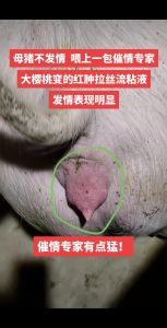 母猪死胎成因与应对策略