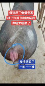 男人梦见母猪：家庭和谐财富增长与生育意愿的预兆