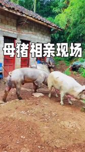 梦境解码：大肥猪母猪预示好运与机遇！