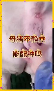 梦见老母猪：事业财运与内心警示解析