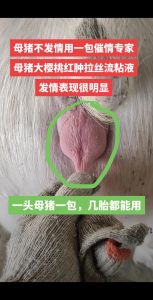 梦见老母猪：象征意义解析与事业财运预兆
