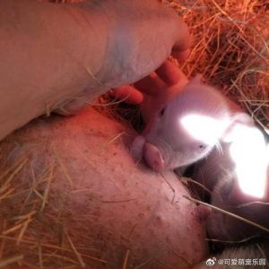 梦境解析：小白猪预示着什么？财运还是家庭和睦？