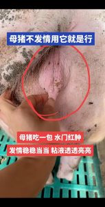 母猪生猪仔梦境解析：事业财运启示