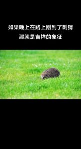 梦见亲妹妹：预示财富成功的神秘吉兆