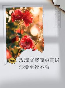 诗意玫瑰：打造不落俗套的浪漫文案秘诀