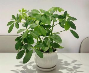 乔迁送绿植：吉祥绿植选购指南