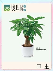 办公室风水植物指南：旺运绿植美化职场空间