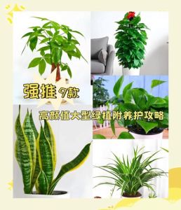 办公室绿植：美化环境，提升效率的五大益处与挑选指南