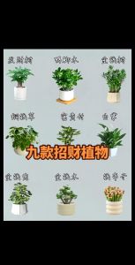 办公室旺财植物挑选与摆放技巧