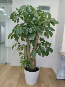 办公室绿植选择指南：提升心情与工作效率的绿色秘籍