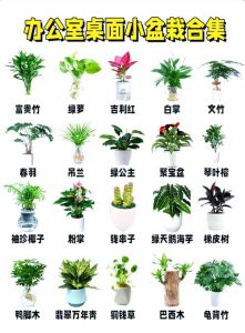办公室绿植盘点：打造清新工作空间的养护秘籍