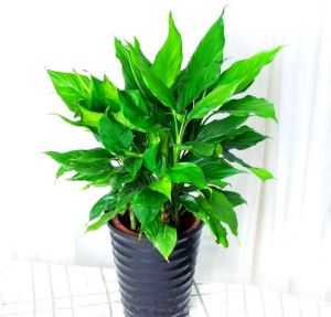 办公室风水植物旺财指南：发财树七叶莲等植物助运势