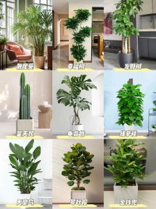 办公室招财植物摆放技巧：提升职场运势的绿植奥秘