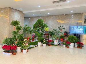 企业大厅绿植布局：美化环境，传递文化魅力