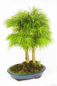 办公室风水植物布局：提升运势助你职场高升