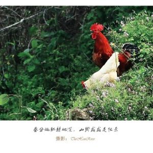 乡村耕地忙全文阅读，立春乡村复苏，耕种焕新生机