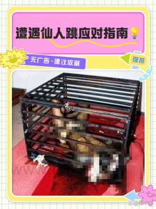 趣事探秘：极端控制背后玩具入侵引发的奇异故事